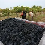 Farma Agriturismo Eco-bio Vacasio